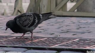 Scandal in the Vatican - Joel Birkin